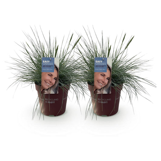 Blauschwingel Festuca glauca Intense Blue – 2 Pflanzen Ø17cm – Immergrün – Pflegeleicht – Blaugrüne Ziergras-Höhe ca. 50cm 