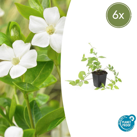 Großblättriges Immergrün Vinca major 'Alba' – 6 Pflanzen – Bodendecker – Ø9cm – ↕10–25cm – Weiße Blüten – Pflegeleicht & Robust – Für schattige Gartenbereiche