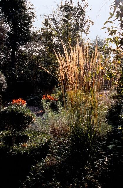 Calamagrostis acutiflora ‘Karl Foerster’ – 48 Pflanzen – ↕10-25cm – Ø9cm – Winterhartes Ziergras – Aufrechter Wuchs – Pflegeleicht – Für Beete & Rabatten