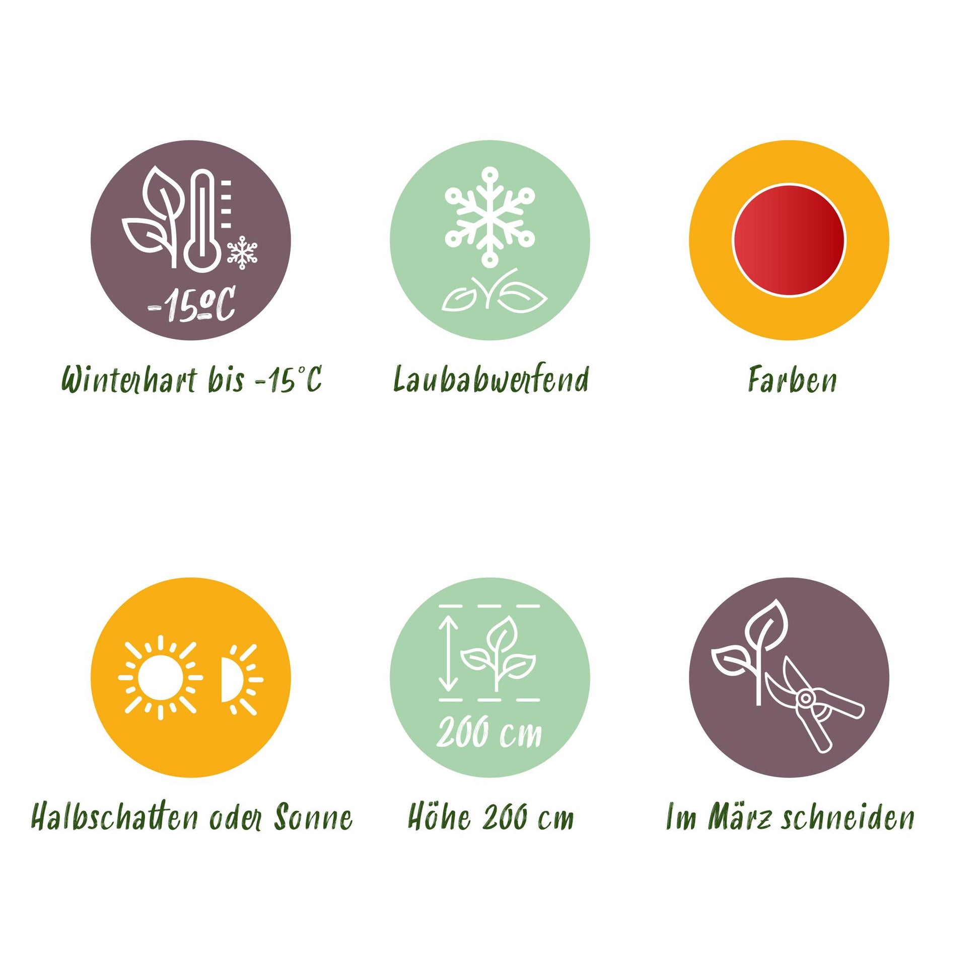 GreenboutiQ - Gartenpflanze - Acer palmatum Beni-maiko - Rot - 1 Pflanze - Laubabwerfend - Wenig Pflege - Topf 12cm Höhe 35cm 