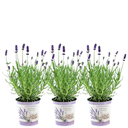 Echter Lavendel - Lavandula angustifolia Felice® im Dekotopf 'Lavender print' - 13 cm Topf - 3 Stück