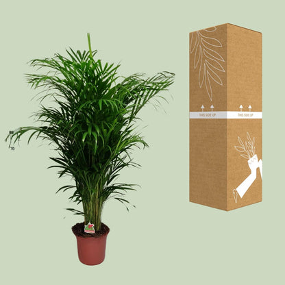Areca-Palme – Dypsis Lutescens – Zimmerpflanze - 125 cm – Ø24 cm – Tropische Grünpflanze für Wohnzimmer, Büro & Flur – Luftreinigend & pflegeleicht 