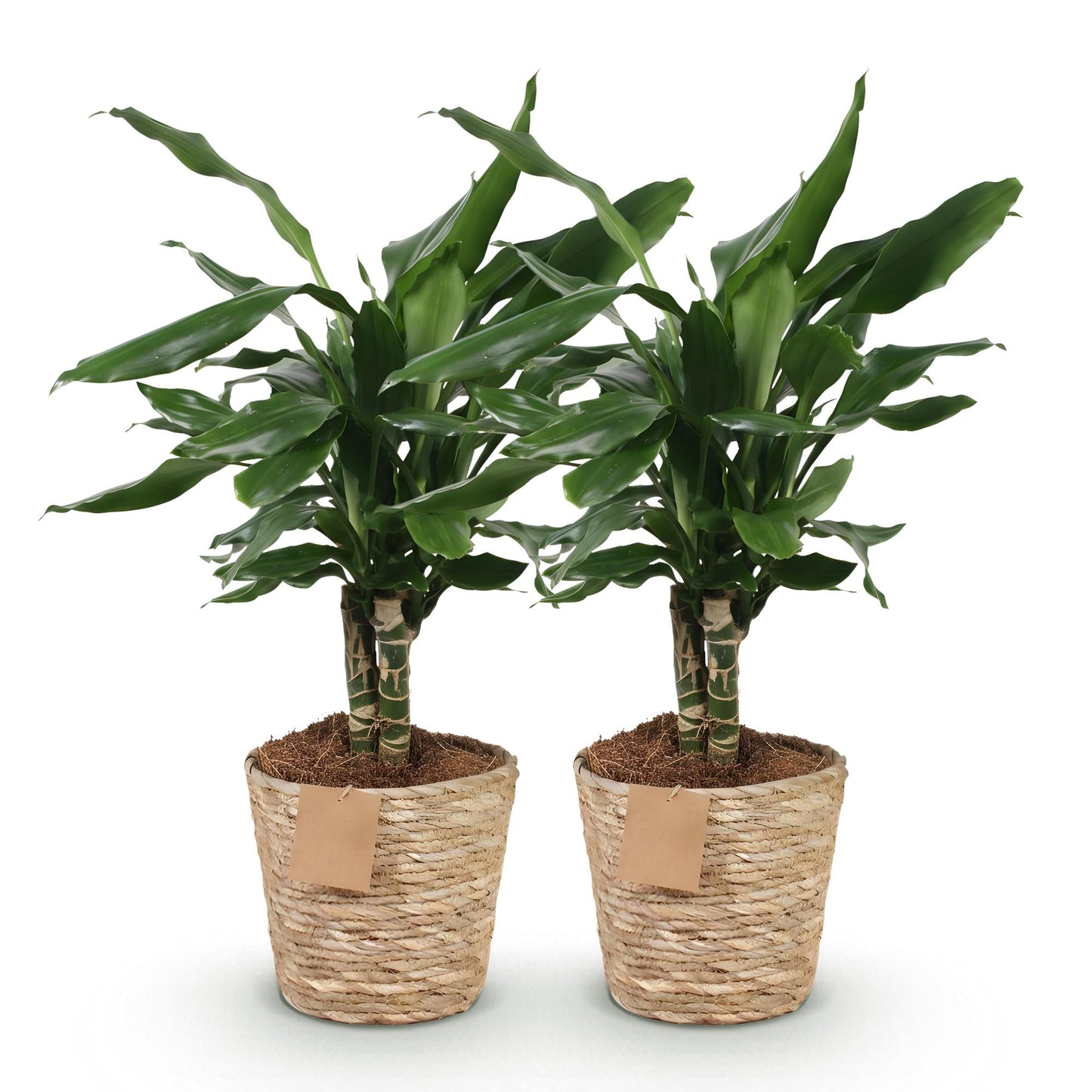 Green boutiQ - Zimmerpflanzen - Dracaena fragrans Steudneri - Drachenblutbaum - Wenig Pflege - mit Korb - Grün - 2 Pflanzen - Topf 17cm - Höhe 50-55cm 