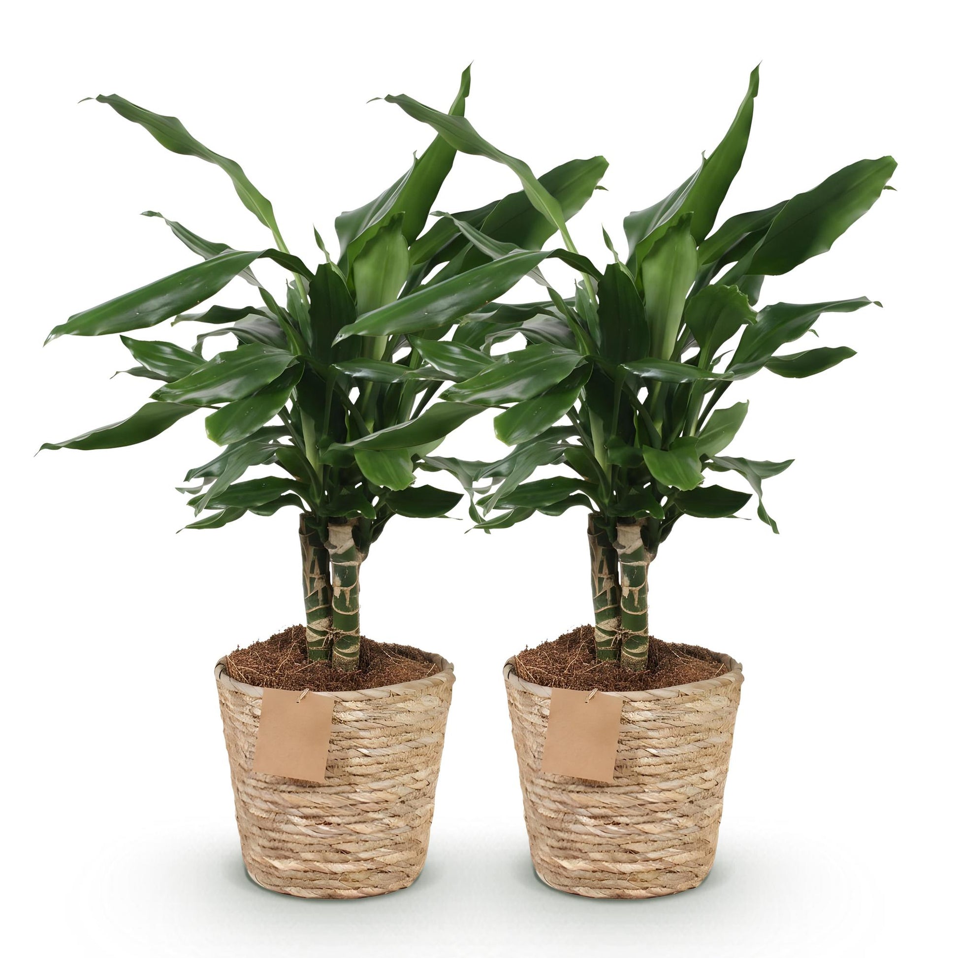 Green boutiQ - Zimmerpflanzen - Dracaena fragrans Steudneri - Drachenblutbaum - Wenig Pflege - mit Korb - Grün - 2 Pflanzen - Topf 17cm - Höhe 50-55cm 