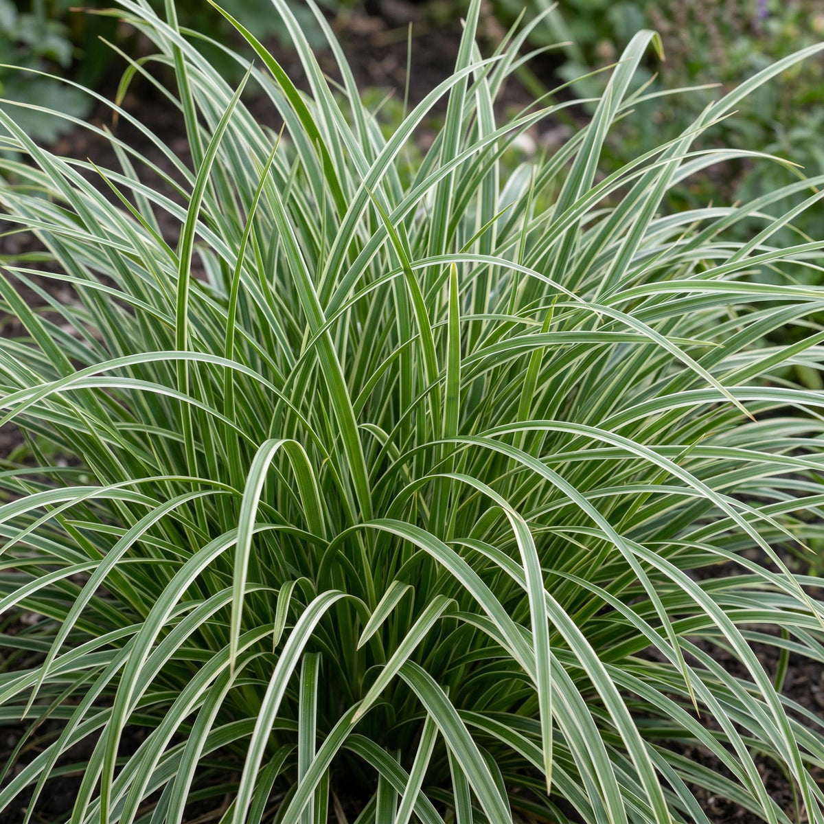 Segge 'Ice Dance' – Carex morrowii 'Ice Dance' – 6 Pflanzen – Topf Ø11cm – Staude für Garten & Balkon