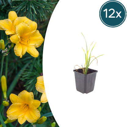 Hemerocallis Stella de Oro – 12 Pflanzen – Ø9cm – Höhe 10-25cm – Goldgelbe Taglilie – Dauerblühende Staude – Winterhart für Beet & Steingarten