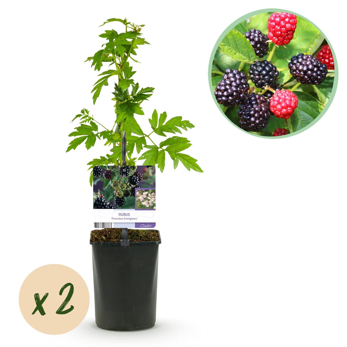 Brombeere - Rubus Thornfree Evergreen - Schwarze Brombeere - Dornlos - 2 Pflanzen - Obstpflanze - Topf 11cm Höhe 40cm 