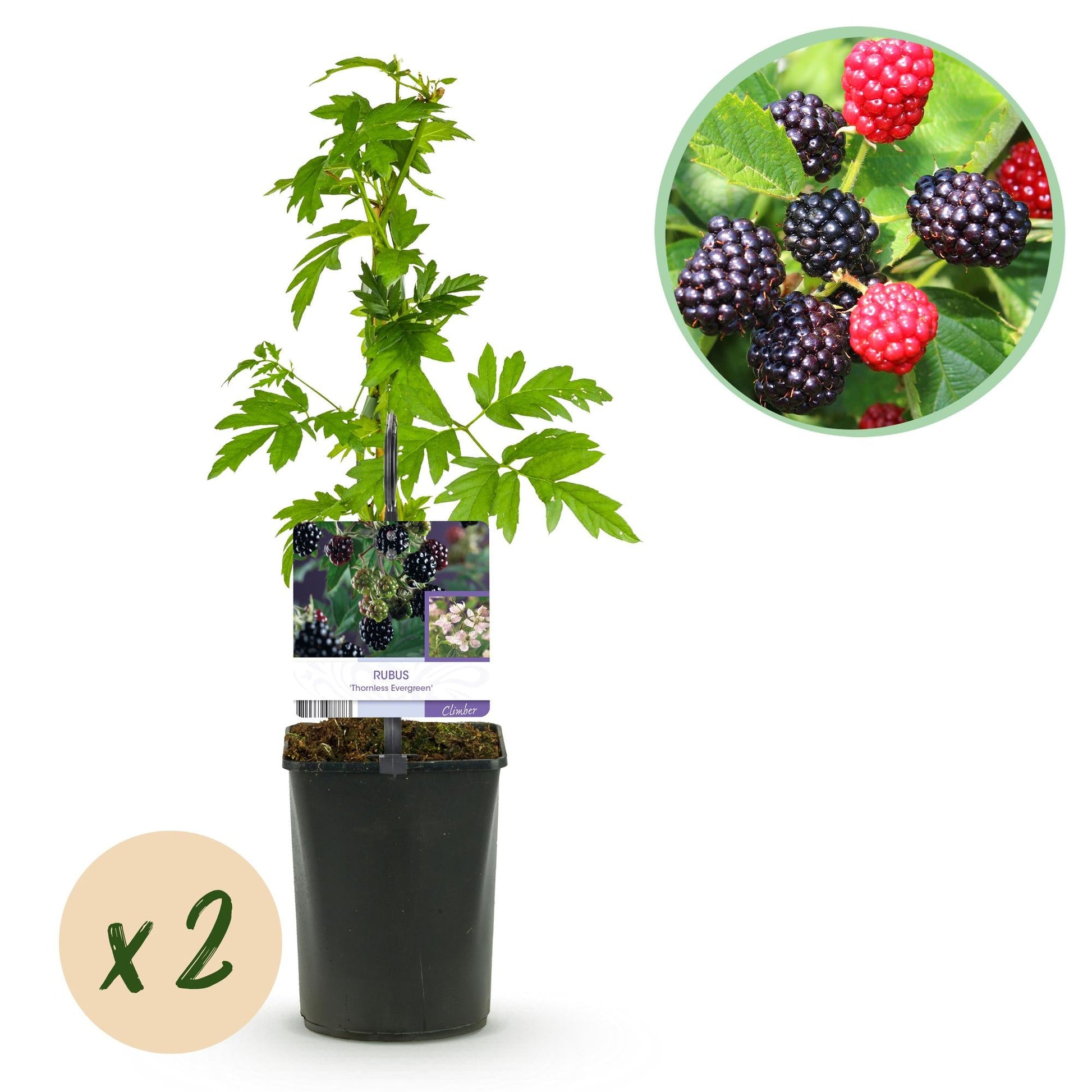 Brombeere - Rubus Thornfree Evergreen - Schwarze Brombeere - Dornlos - 2 Pflanzen - Obstpflanze - Topf 11cm Höhe 40cm 