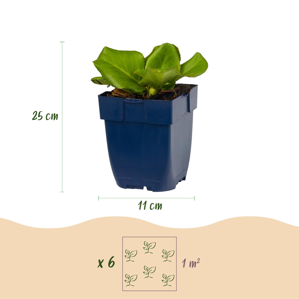 Bergenie – Bergenia cordifolia – 6 Pflanzen – Topf Ø11cm – Bienenfreundliche Staude für Garten & Balkon