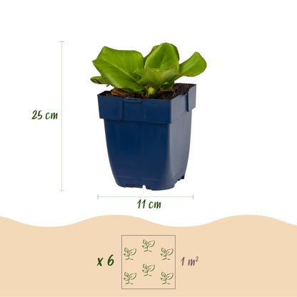 Bergenie – Bergenia cordifolia – 6 Pflanzen – Topf Ø11cm – Bienenfreundliche Staude für Garten & Balkon