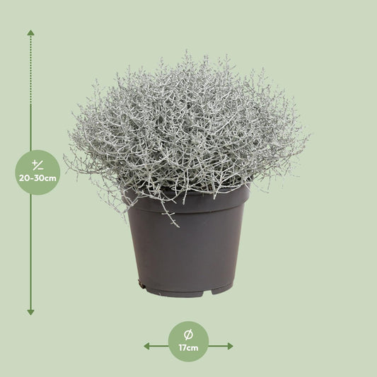 Leucophyta (Calocephalus) Brownii - Ø17cm - ↕30cm 