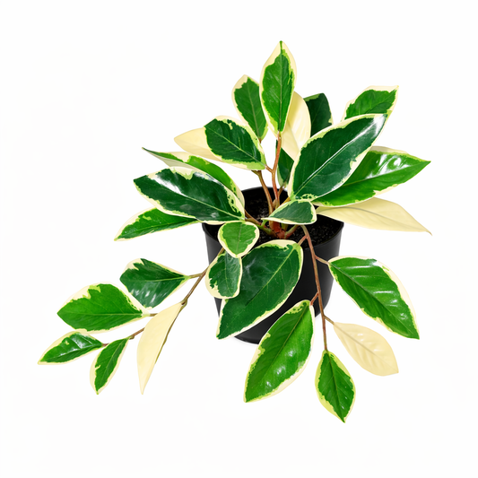 ARTIFICIAL Hoya Variegata - 25cm 