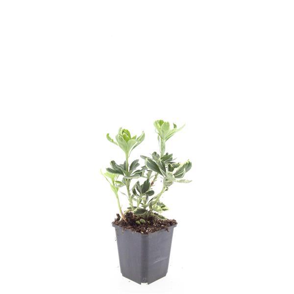 Pachysandra terminalis 'Variegata' – Immergrüner Bodendecker – 48 Pflanzen – ↕10–25 cm – Ø9 cm – Schattentolerant, pflegeleicht, winterhart 