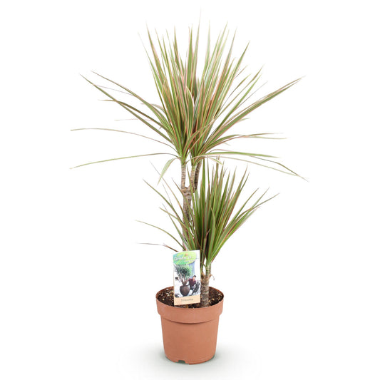 Green boutiQ - Zimmerpflanzen - Dracaena Marginata Bicolor - Drachenbaum - Wenig Pflege - Grün - braun - 1 Pflanze - Topf 17cm - Höhe 70-75cm 
