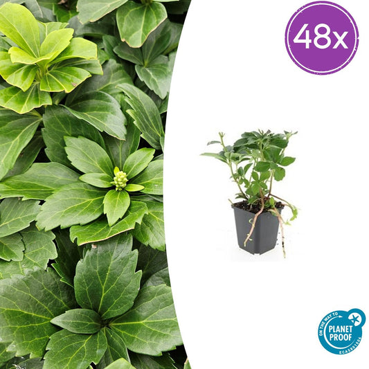 Pachysandra terminalis – 48 Pflanzen – ↕10-25cm – Ø9cm – Immergrün – Bodendecker – Schatten – Pflegeleicht – Japanischer Ysander