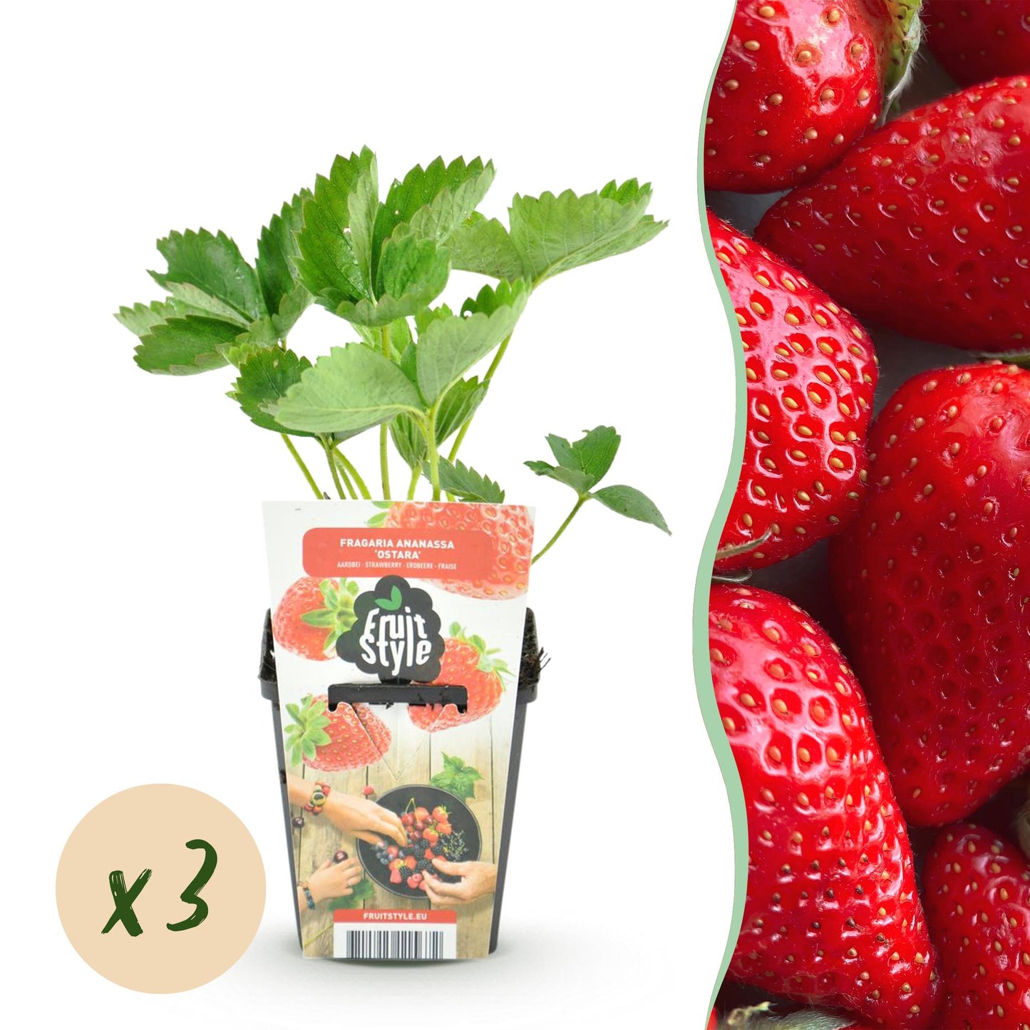 Erdbeere Fragaria Elvira winterhart 3 Pflanzen Höhe 30cm Ø9cm – Rote Erdbeere für Beet Balkon & Topf – Pflegeleichte Obstpflanze mit hohem Ertrag 
