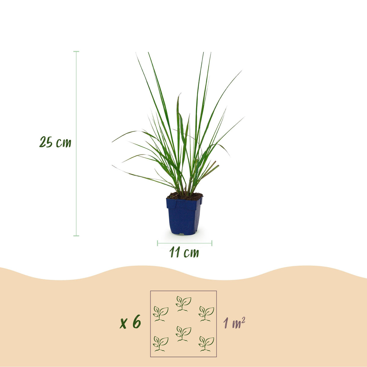 Lampenputzergras 'Black Beauty' – Pennisetum alopecuroides 'Black Beauty' – Topf Ø11cm – Bienenfreundliche Staude für Garten & Balkon