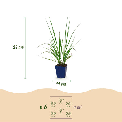 Lampenputzergras 'Black Beauty' – Pennisetum alopecuroides 'Black Beauty' – Topf Ø11cm – Bienenfreundliche Staude für Garten & Balkon