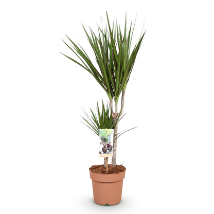 Green boutiQ - Zimmerpflanzen - Dracaena Marginata - Drachenbaum - Wenig Pflege - Grün - 1 Pflanze - Topf 17cm - Höhe 70-80cm 
