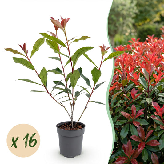 Glanzmispel 'Carré Rouge' – Photinia fraseri 'Carré Rouge' – 16 Heckenpflanzen – Topf Ø9cm – Höhe 25-35cm – Winterhart & immergrün