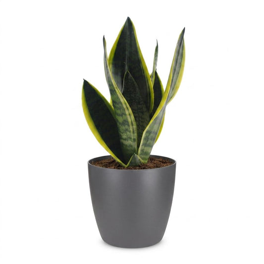 Bogenhanf 'Future Superb' – Sansevieria trifasciata 'Future Superb' – Topf Ø12cm – Höhe 35cm – Ansicht 2