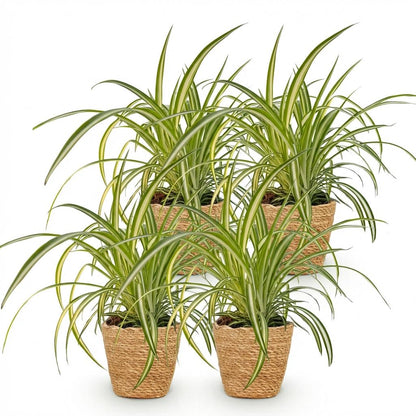 Green boutiQ - Zimmerpflanze - Chlorophytum comosum Variegatum - Bunte Graslilie - Haustierfreundliche Pflanze - Grün - 4 Pflanzen - mit Korb - Topf 12cm - Höhe 20cm 