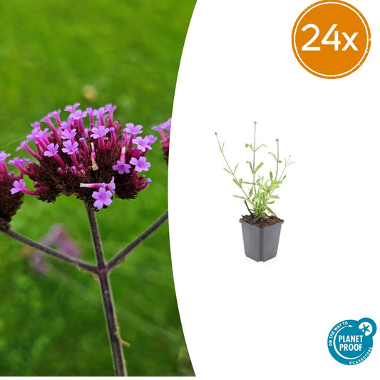 Verbena bonariensis 'Lollipop' – 24 Pflanzen – ↕10-25cm – Ø9cm – Kompakte Gartenverbene mit leuchtend lilafarbenen Blüten – Bienen- & schmetterlingsfreundlich 