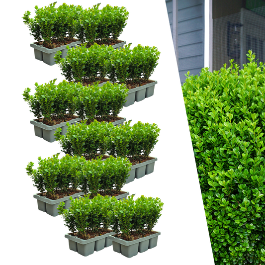 Buchsbaum – Buxus NewGen Freedom – 72 Pflanzen – Ø7 cm Topf – ca. 15 cm hoch – winterhart & pilzresistent – ideal für große Hecken & Formschnitt 