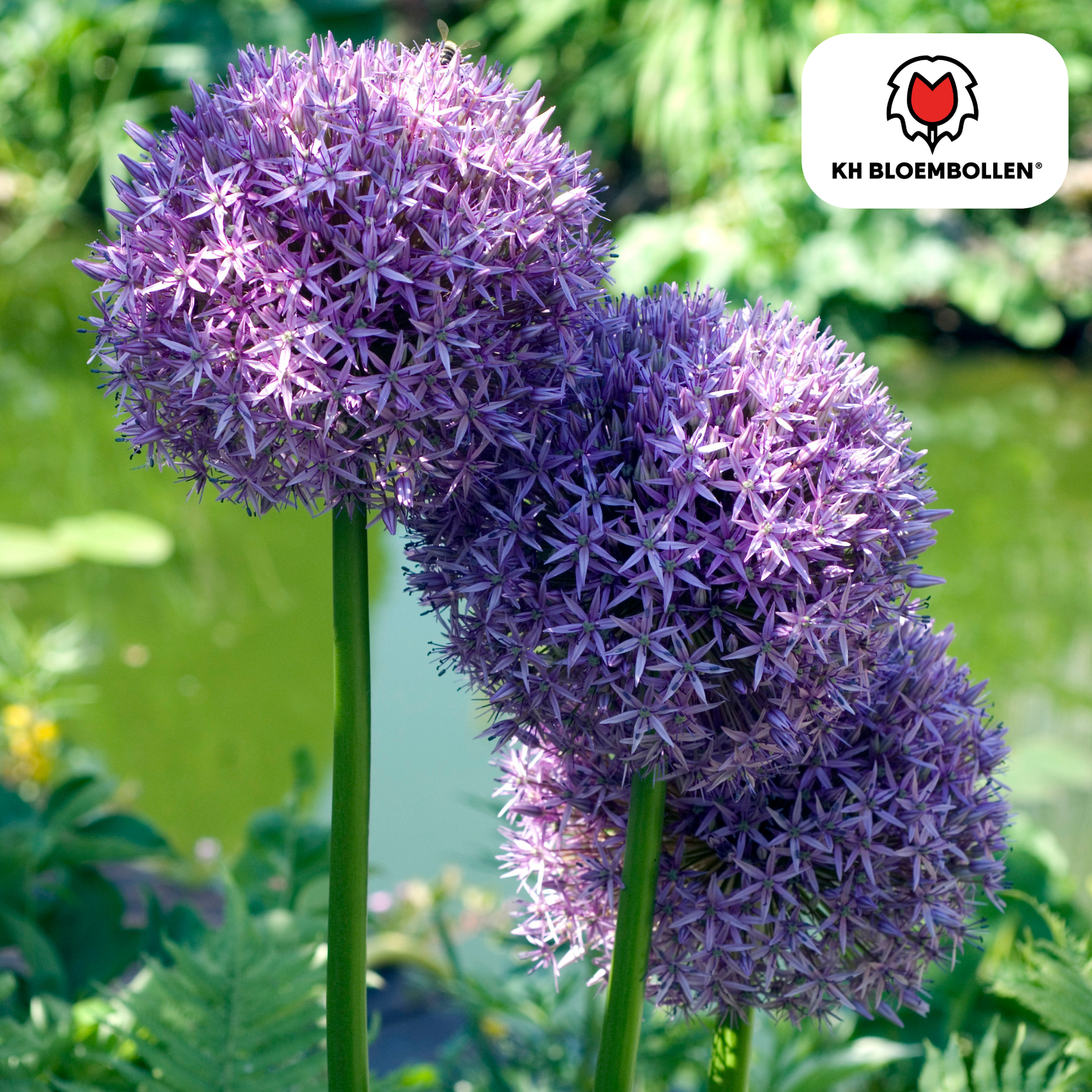 Allium 'Globemaster' – Zierlauch – violette Blütenkugeln – 5 Blumenzwiebeln – ↕80-100cm – bienenfreundliche Sommerblüher 