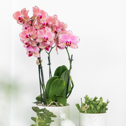 Phalaenopsis Orchidee Pirate Picotee – 2 Pflanzen - Blühende Zimmerpflanze Ø12cm – Orange-Rosa Farbverlauf – Frisch vom Züchter – Eleganter Blickfang fürs Zuhause 