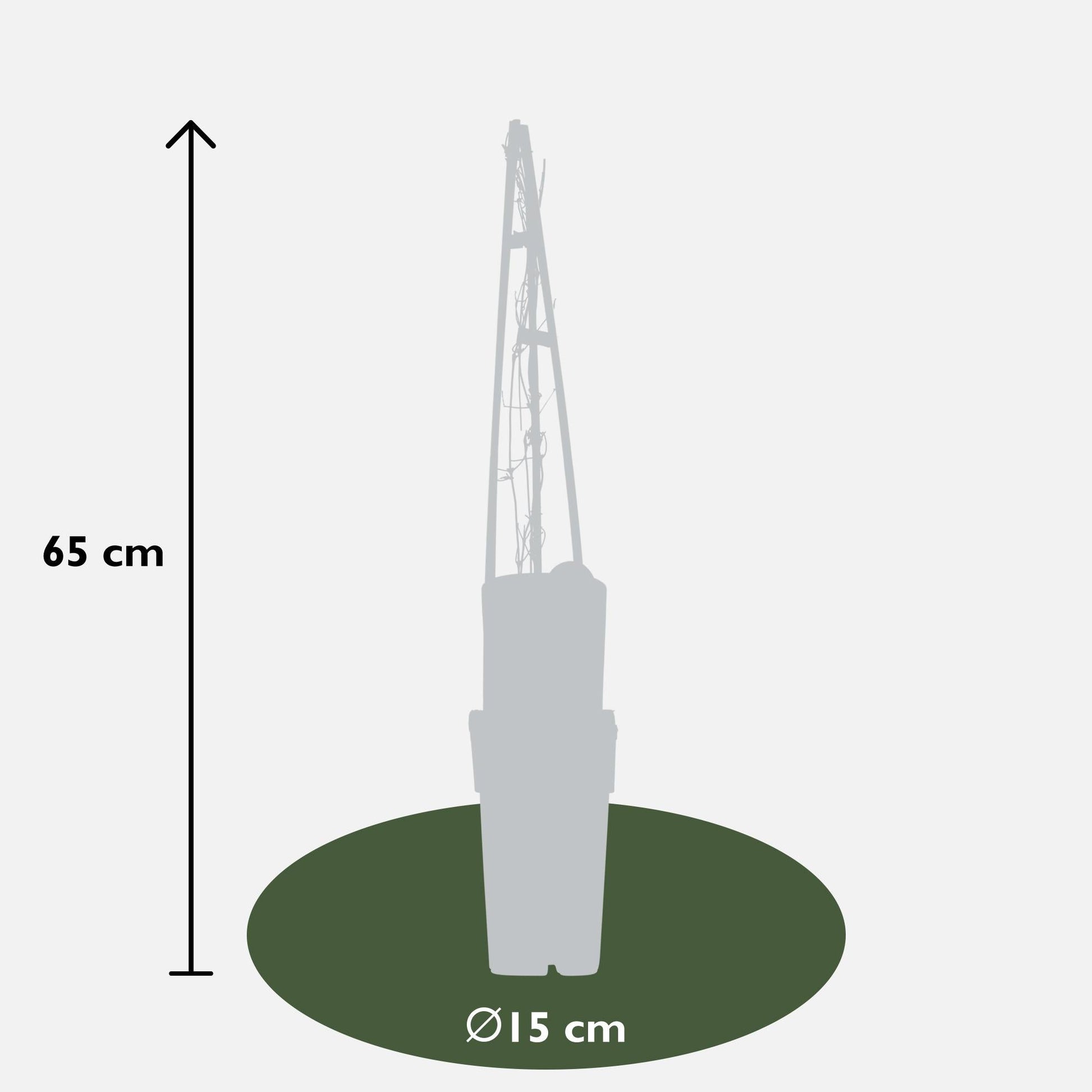 Waldrebe - Clematis Miss Bateman - Clematis Weiß - Ø15cm - ↕65cm 