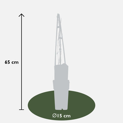 Waldrebe - Clematis Miss Bateman - Clematis Weiß - Ø15cm - ↕65cm 