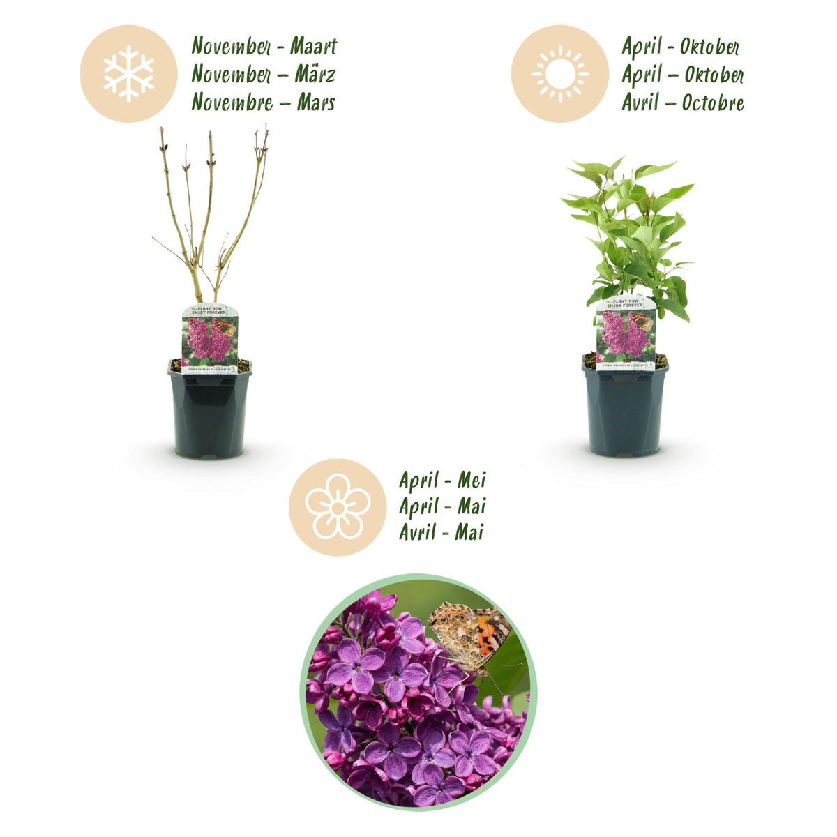 Green boutiQ - Garden Plant - Syringa vulgaris Ludwig Spath - Common Lilac - Hardy - Purple - 1 Plant - Pot 17cm - Height 45cm 