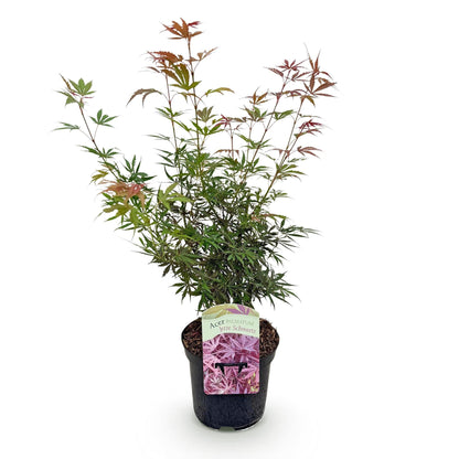 Japanischer Ahorn Acer palmatum 'Jerre Schwartz' – Dunkelrot – Balkon- & Gartenpflanze – Ø19 cm Topf – Ca. 70 cm hoch – Kompakter Zierahorn mit elegantem Farbspiel 