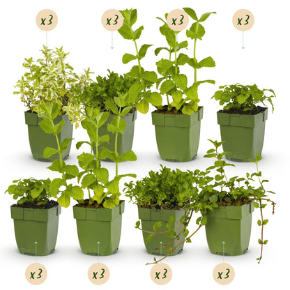 Staudenset – Kräuter – 24 Teekräuter-Stauden für 3 m² – Aromatisch & Duftend – Pflegeleicht – Verschiedene Sorten – Ø11 cm 