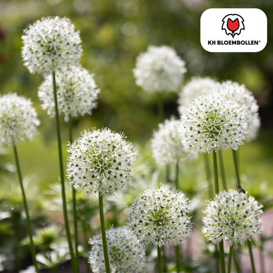 Allium 'White Giant' – Zierlauch – große, reinweiße Blütenkugeln – imposante Sommerblüher – 5 Blumenzwiebeln – ↕120cm – ideal für Beet & Rabatte 