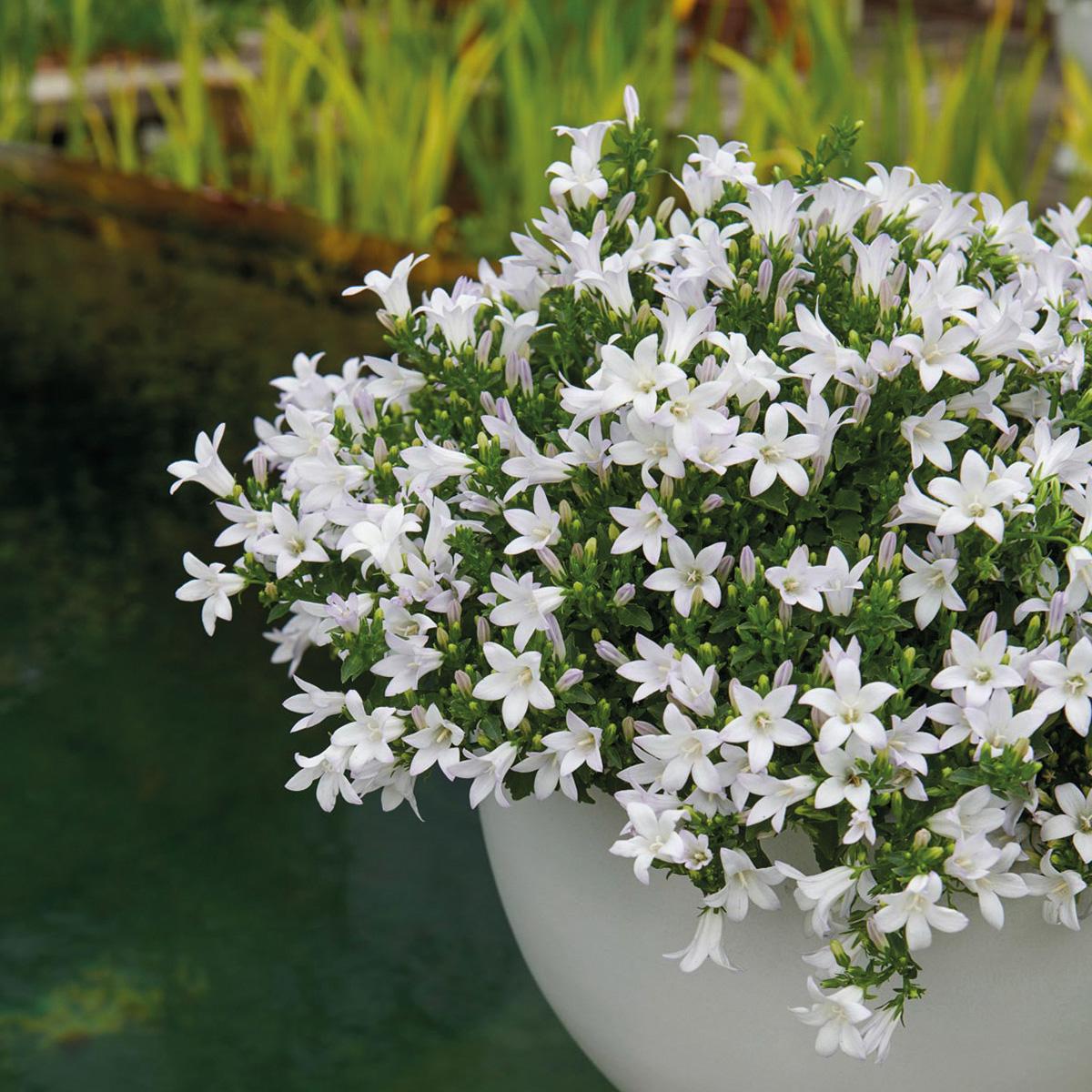 Campanula Addenda - Glockenblume weiß Topfgröße 12cm - 2m2 Bodendecker - 12 Pflanzen - Ambella Weiß - Winterhart 