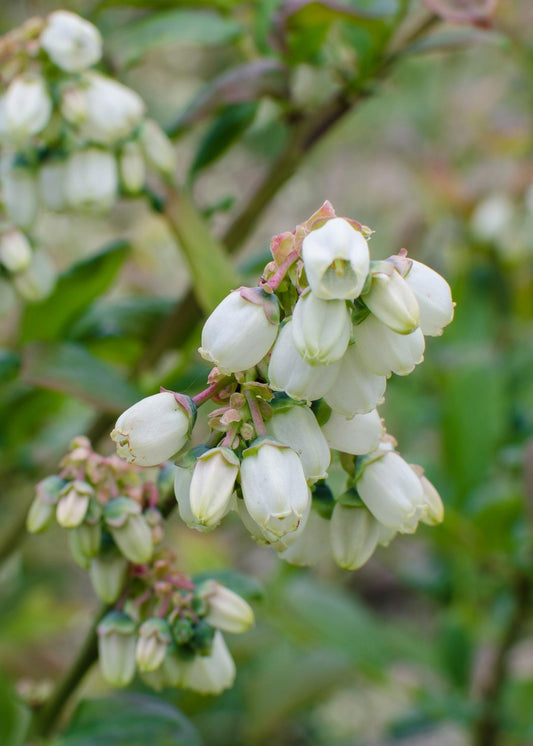 Blaubeere – 5 Pflanzen - Vaccinium corymbosum Reka – Ø13cm – ↨45cm – Bio Obstpflanzen – Große süße Früchte – Selbstfruchtbar & pflegeleicht 