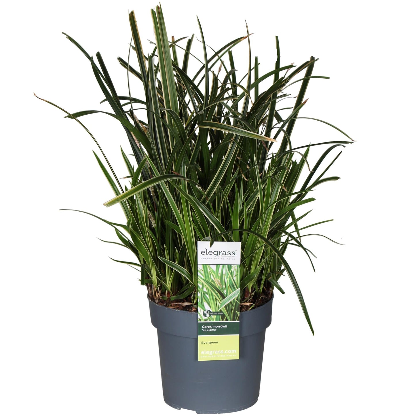 Carex Morrowii Ice Dance - Ø19cm - ↕45cm 