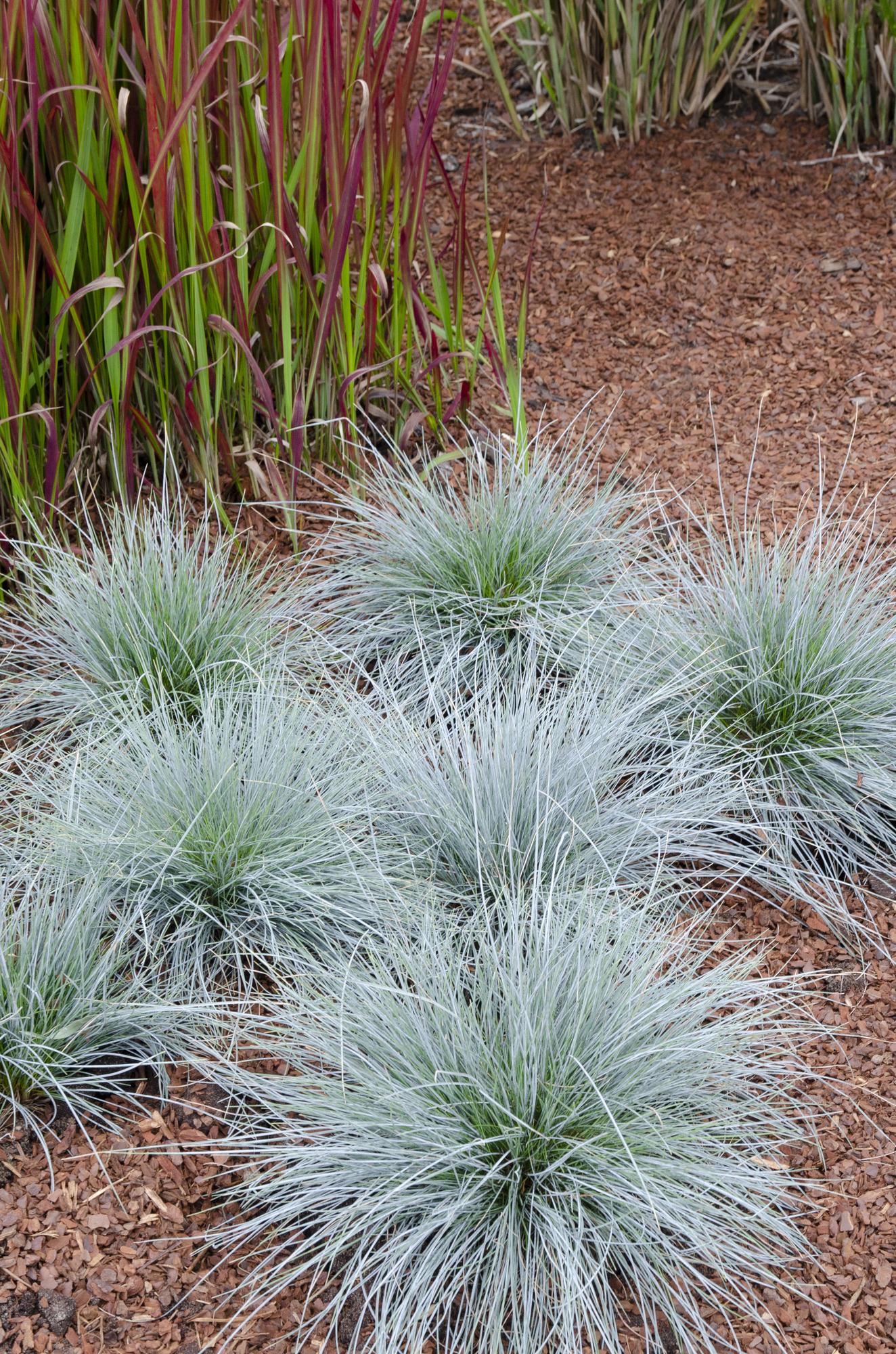 Blauschwingel-Gras - Festuca glauca Azura Blue - Ø14cm - ↨30cm 