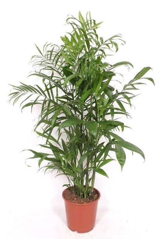 Chamaedorea Seifrizii - 140cm 