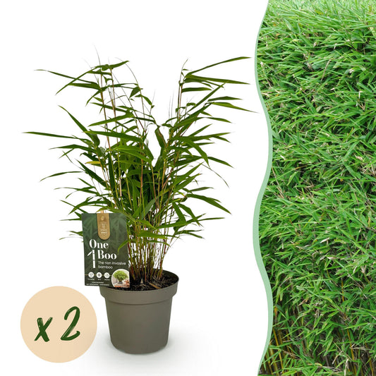 GreenboutiQ - Bambus - Fargesia rufa - Grün - 2 Pflanzen - Immergrün - Wuchernd- Topf 14cm Höhe 35cm 