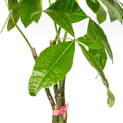 Pachira Aquatica mit Korb Ø24cm - ↕120 - 140cm 