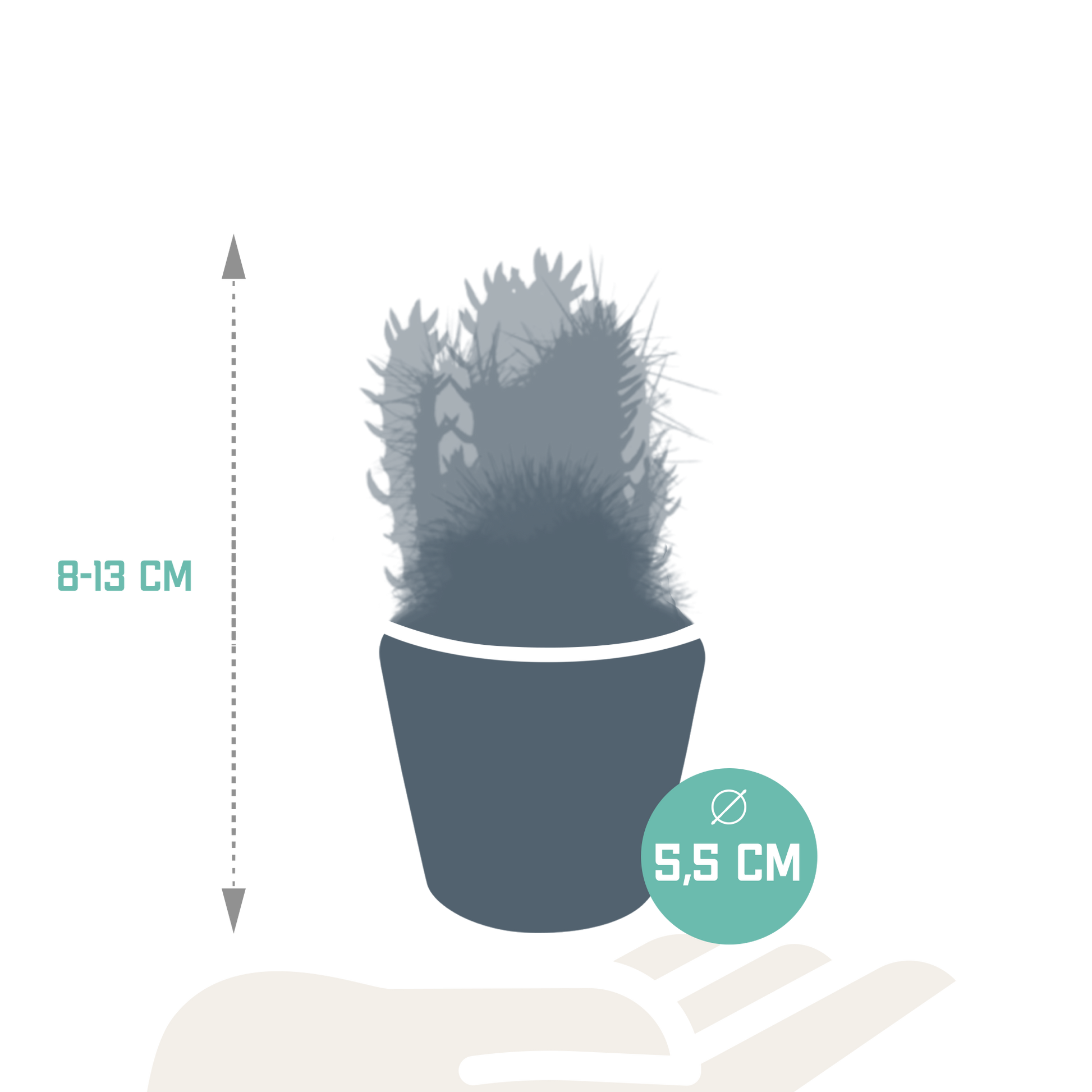 Kakteenmischung – 5 Kakteen – Ø5,5cm – inkl. handbemalter mexikanischer Topf – Sukkulenten-Set – pflegeleicht & dekorativ – Kaktus-Mix für Zuhause oder Büro 