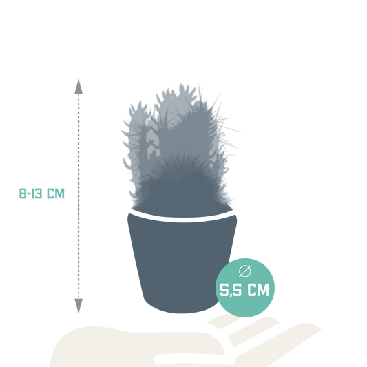 Kakteenmischung – 5 Kakteen – Ø5,5cm – inkl. handbemalter mexikanischer Topf – Sukkulenten-Set – pflegeleicht & dekorativ – Kaktus-Mix für Zuhause oder Büro 
