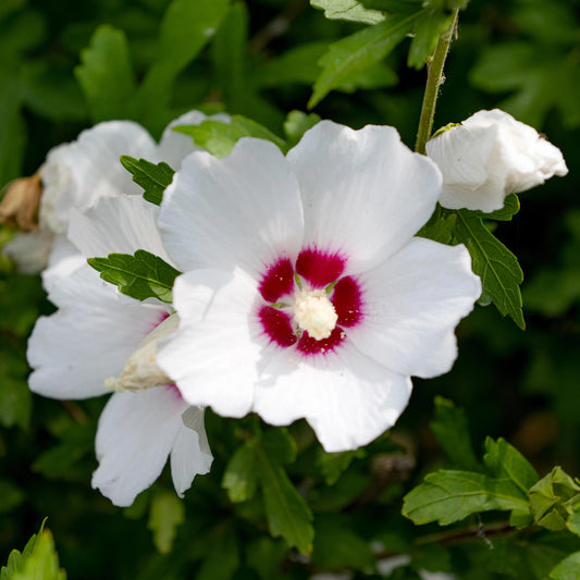 Garteneibisch Hibiscus syriacus Red Heart – Blüte Weiß mit Rotem Herzen – Strauch – Wenig Pflege – 17 cm x H45 cm – Sommerblüher & Bienenfreundlich 