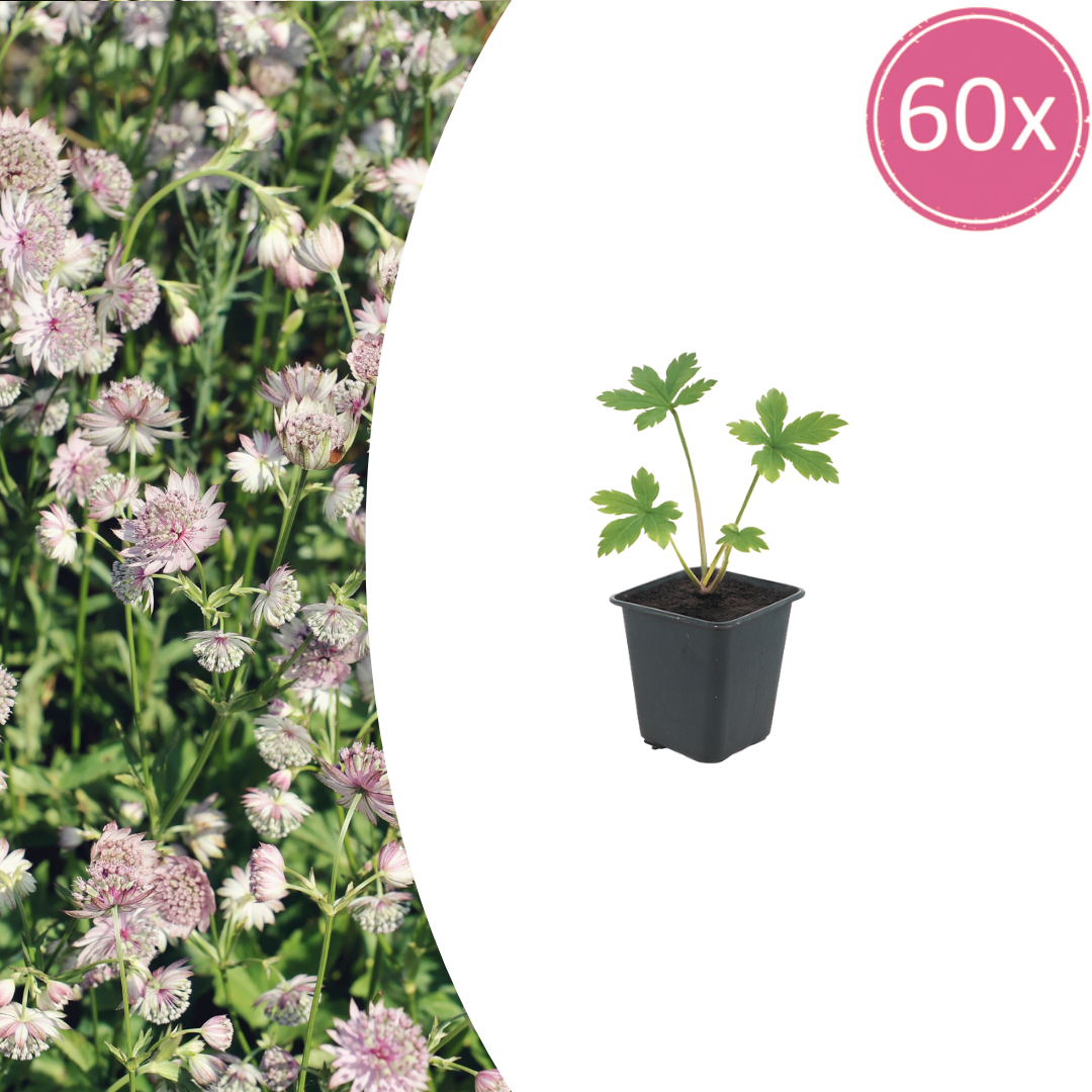 Sterndolde Astrantia major – 60 Pflanzen – Winterharte Staude für Sonne & Halbschatten – Blühstaude für Beet & Cottage-Garten – 10-25cm – Ø9cm – Insektenfreundlich