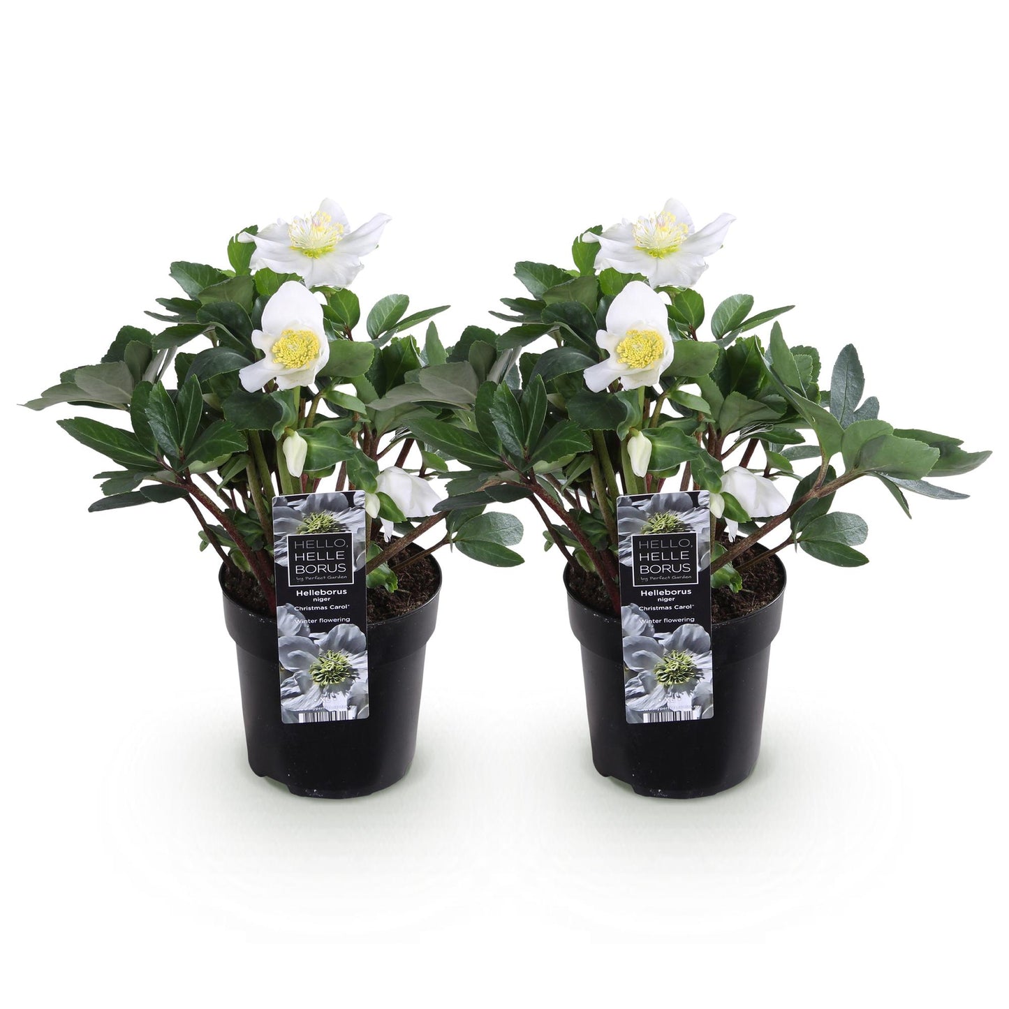 GreenboutiQ - Gartenpflanze - Weihnachtsrose - Helleborus Christmas Carol - Weiße Blüte - 2 Pflanzen - Immergrün - Topf 10,5cm Höhe 25cm 
