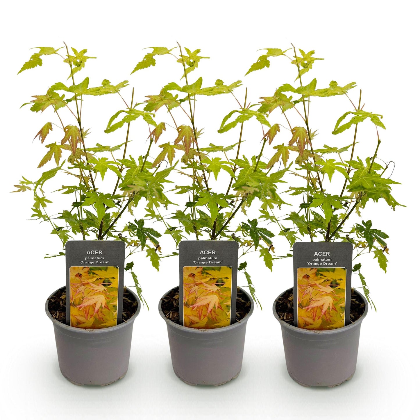 GreenboutiQ - Gartenpflanze - Acer palmatum Orange Dream - Orange - 3 Pflanzen - Laubabwerfend - Wenig Pflege - Topf 12cm Höhe 35cm 