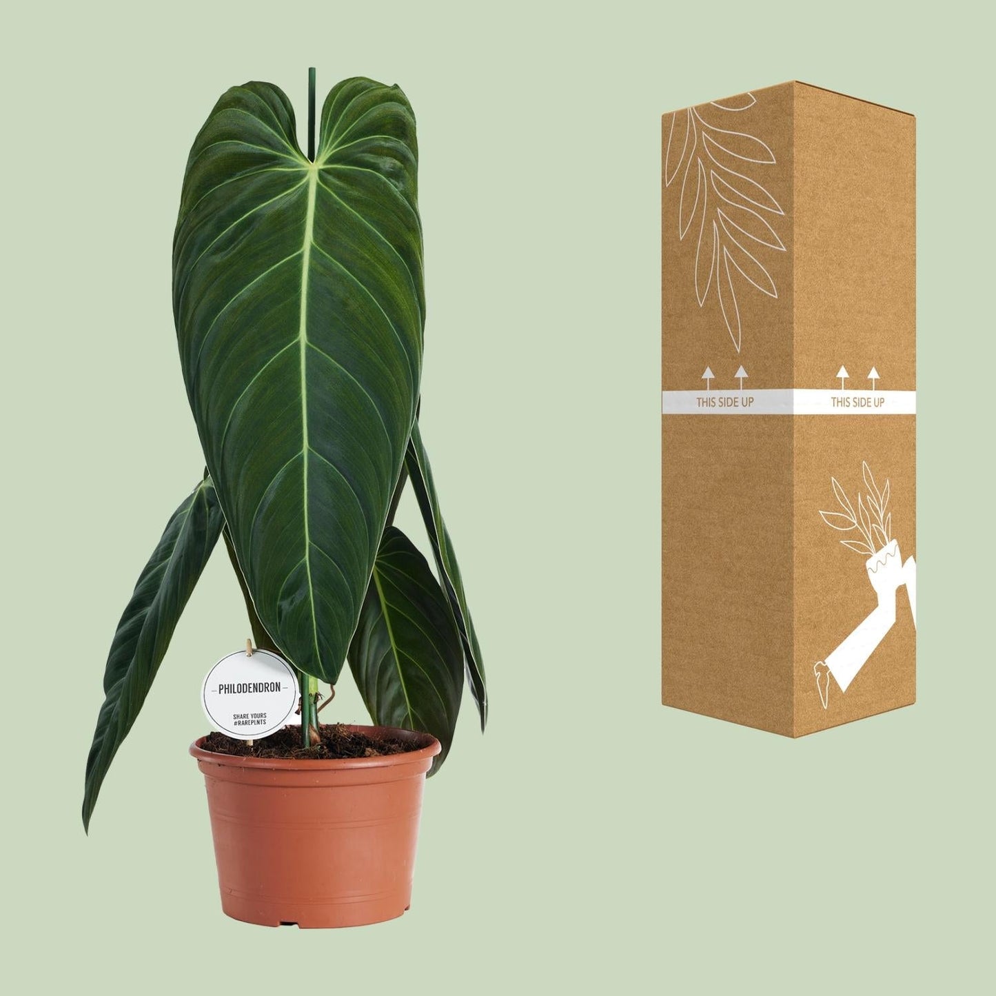 Philodendron Melanochrysum – Zimmerpflanze – Ø21cm – ↕75cm – Exotisches Klettergewächs mit samtigen Blättern – Pflegeleicht & luftreinigend – Für Wohnzimmer & Büro 